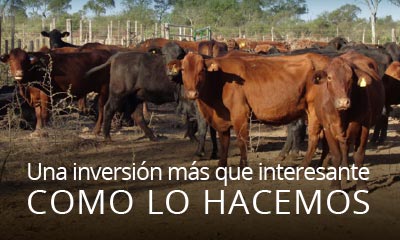 Como lo hacemos